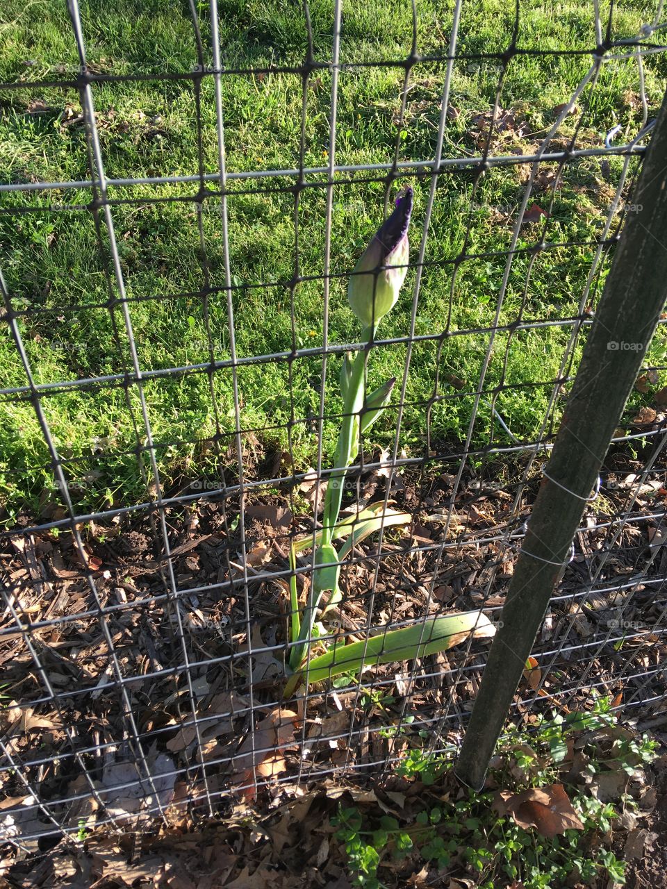 Purple budding iris soon will be a beautiful flower showing spring is alive again!