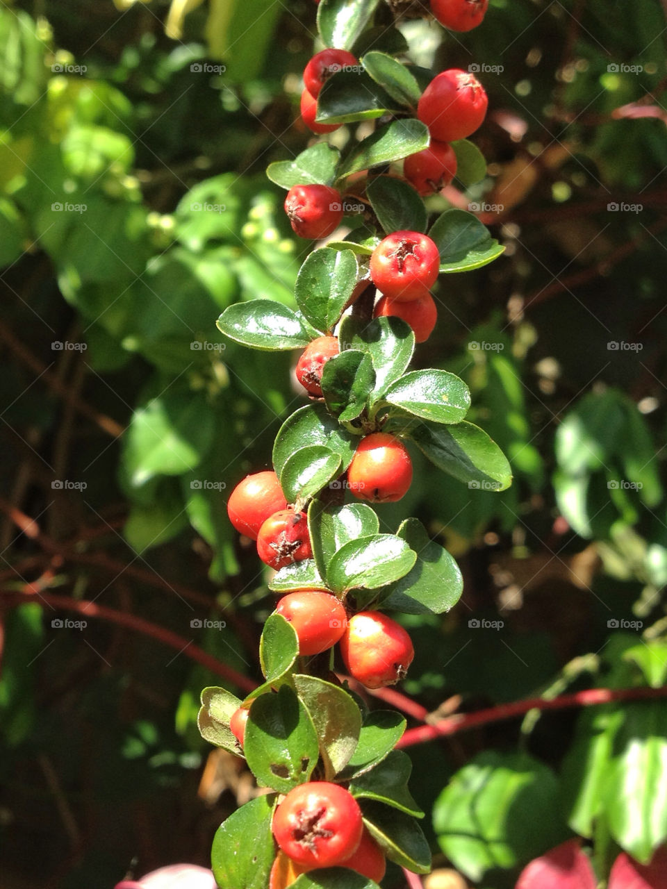 green nature red plant by twilite