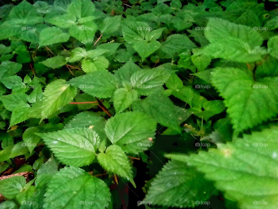 beautiful green colour leafs of allergenic plants