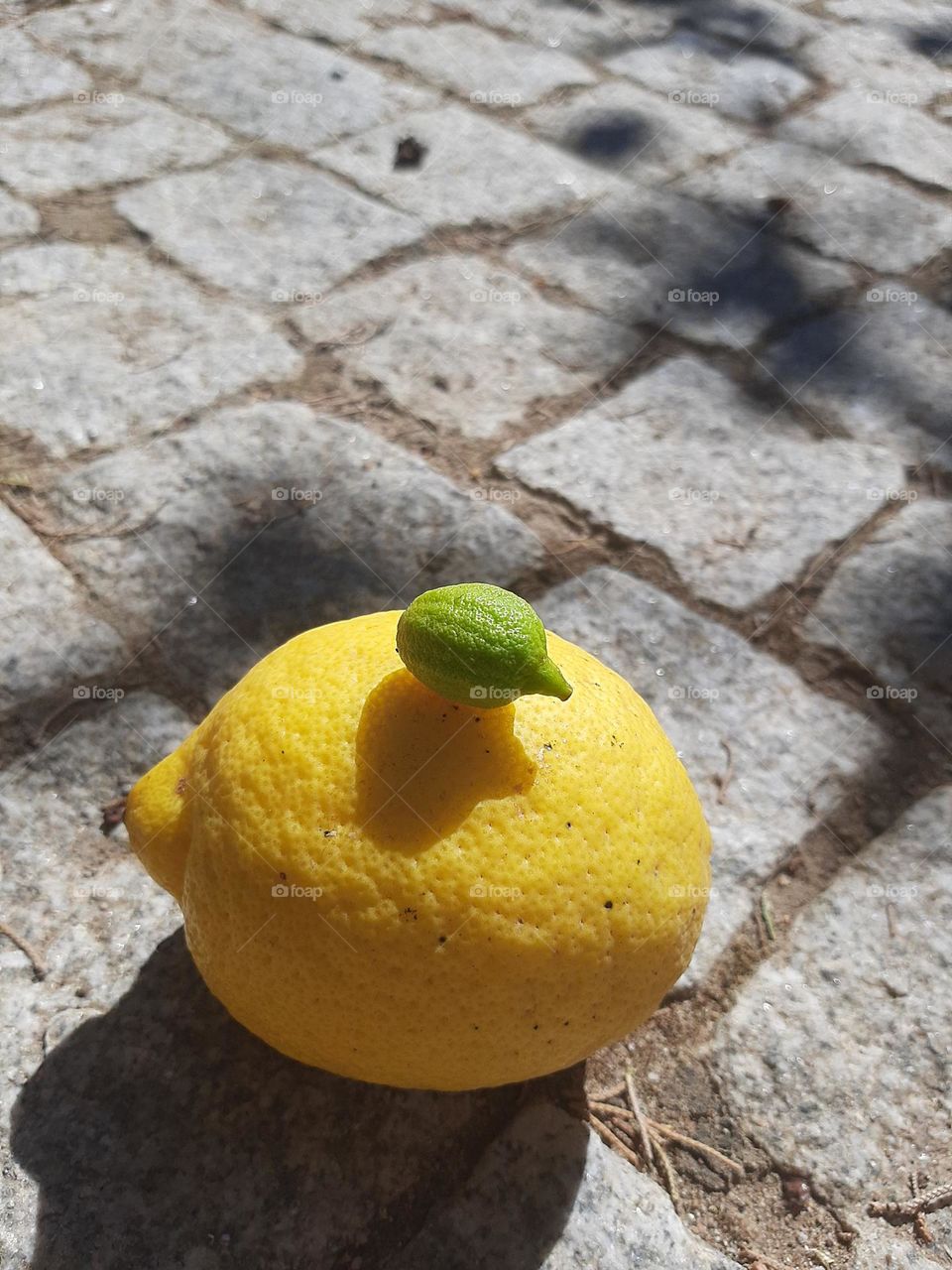 The Lemon Family