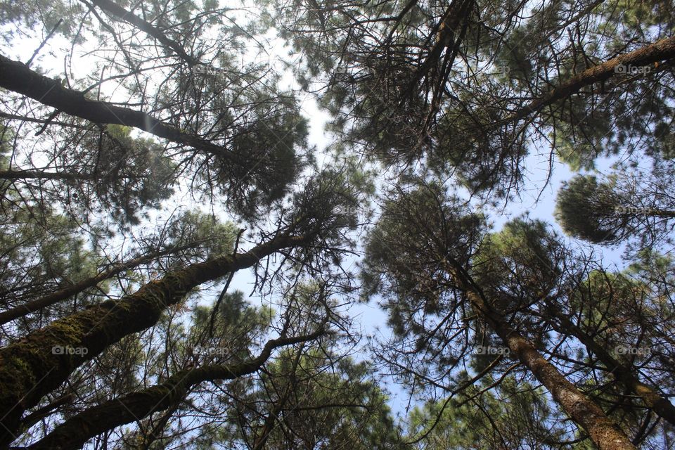 towering pine trees