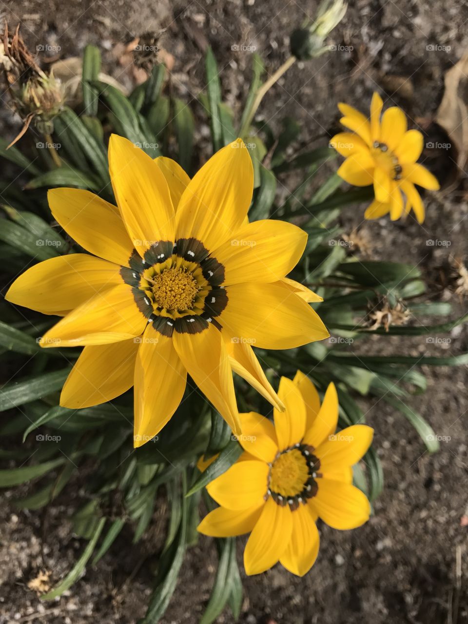 Some yellow flowers in my garden 