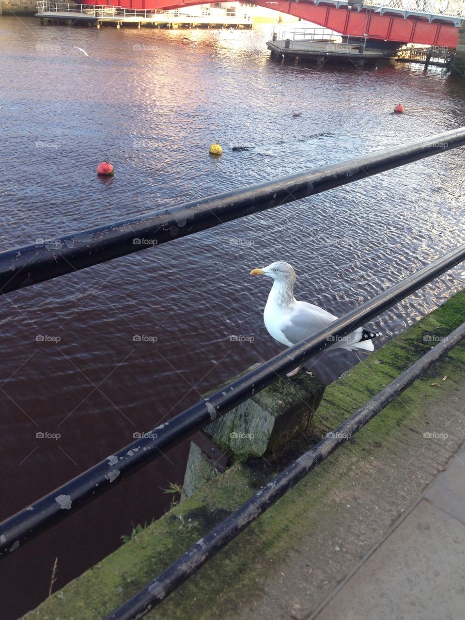 Seagul in Whitby