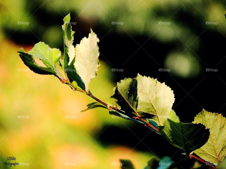 Leafy 