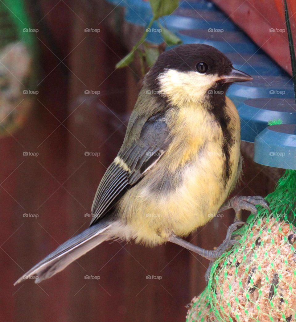 chickadee