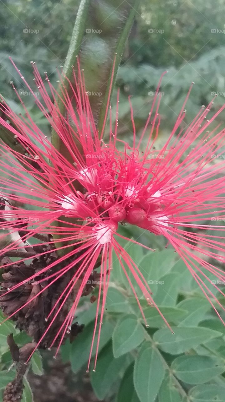 Ruby red tropical flower with spiky needle like petals