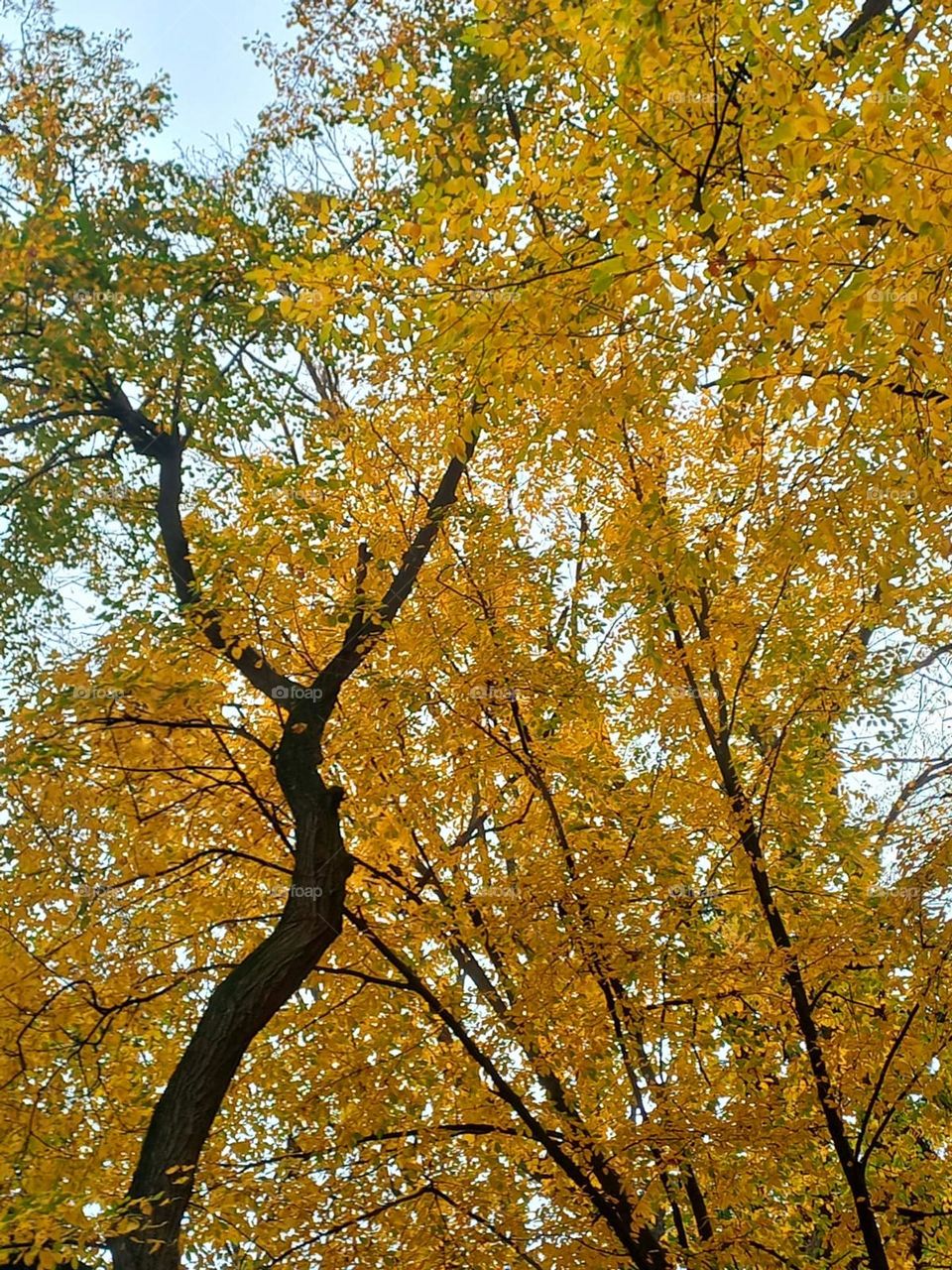 golden autumn in the forest park