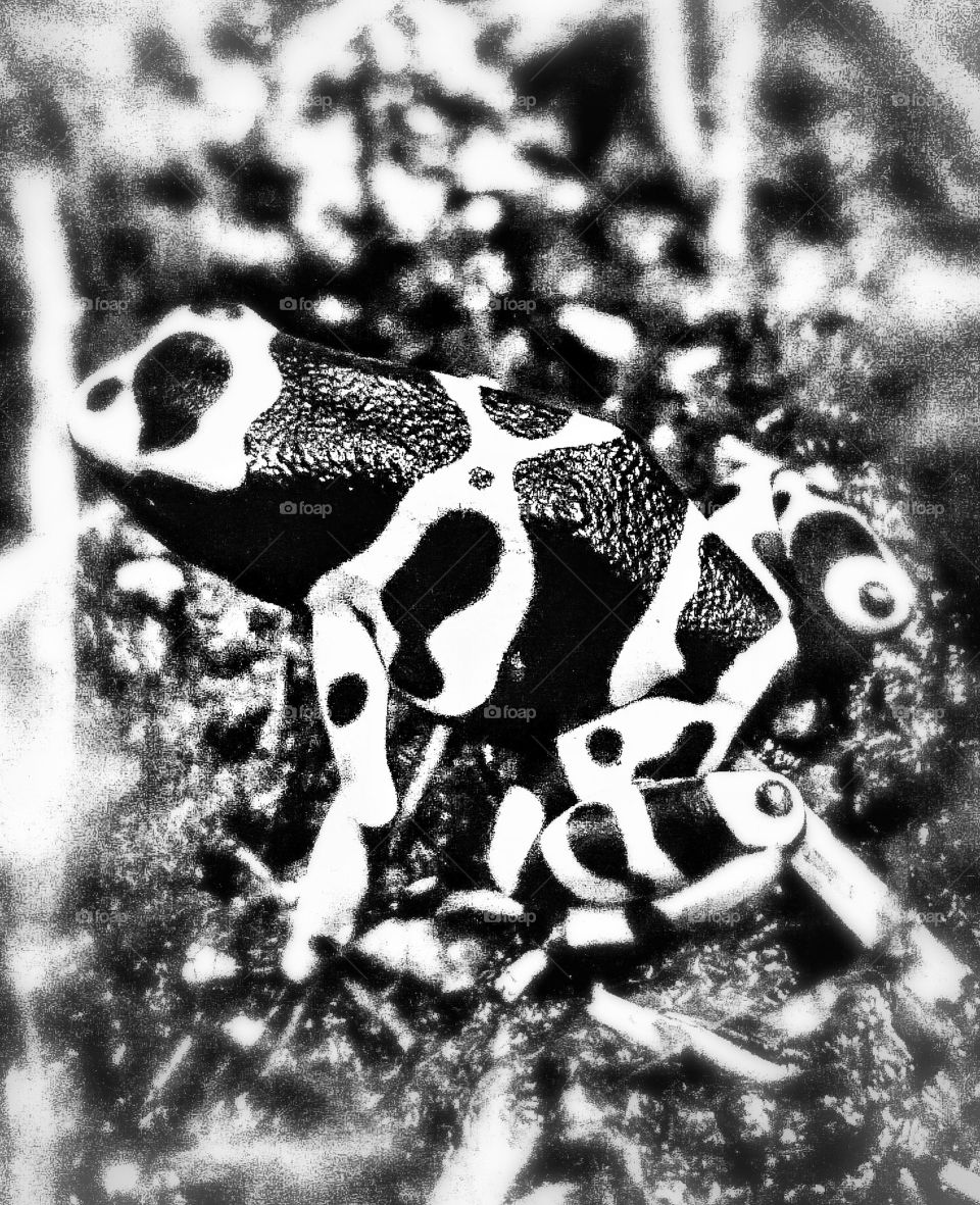 frog dangerous . camouflage deadly