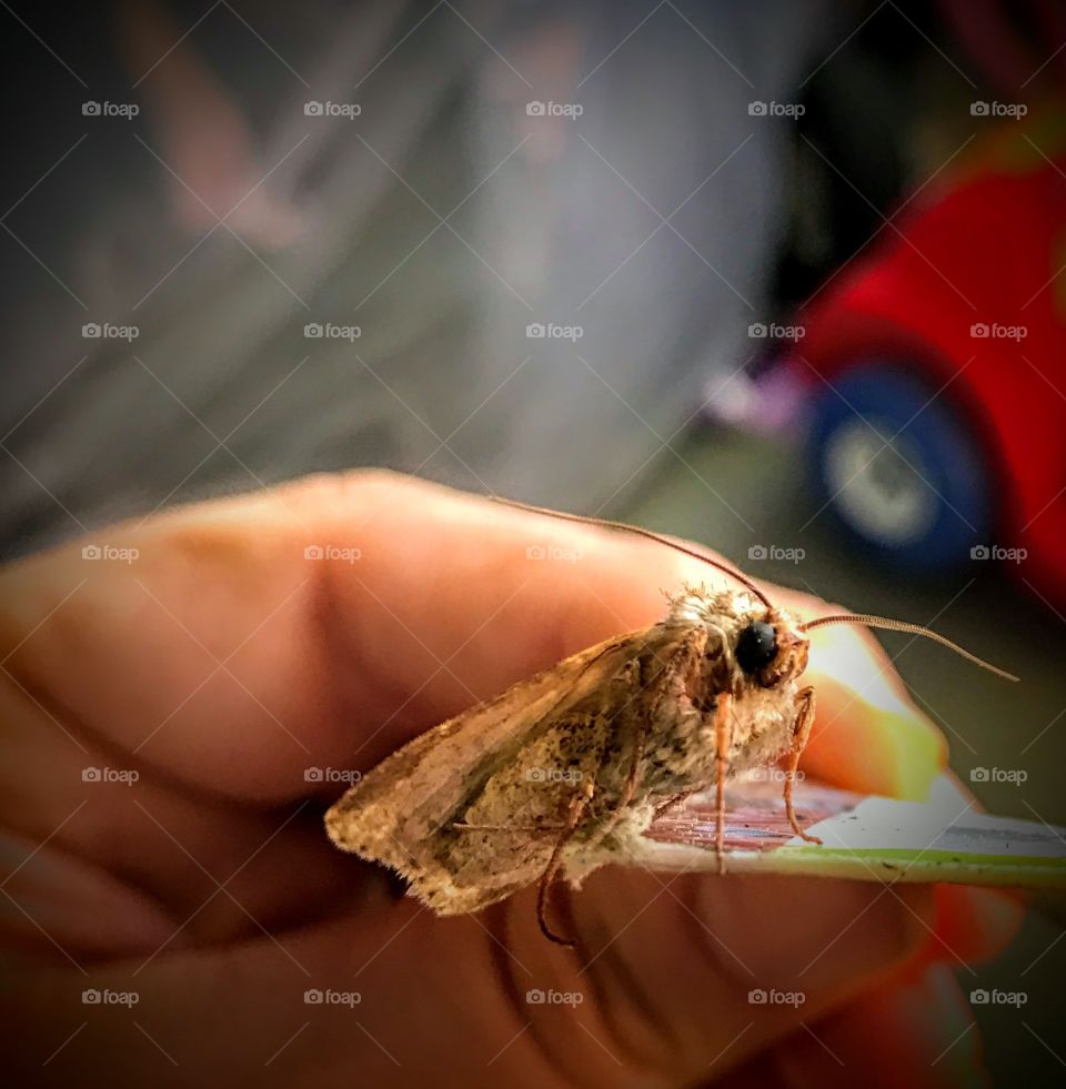 Moth up close