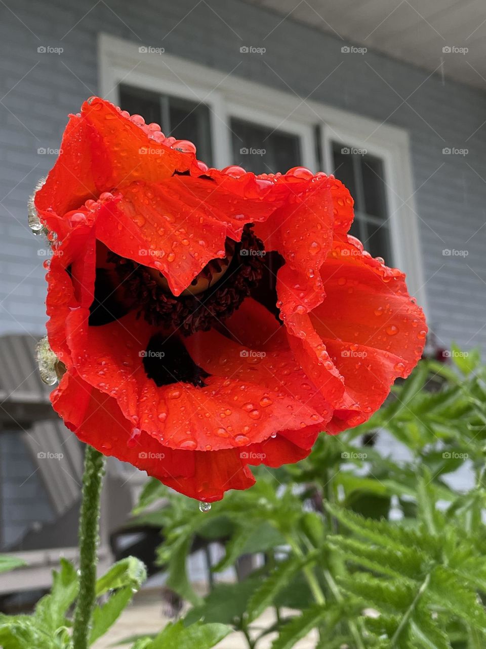 Red wet poppy after the rain 