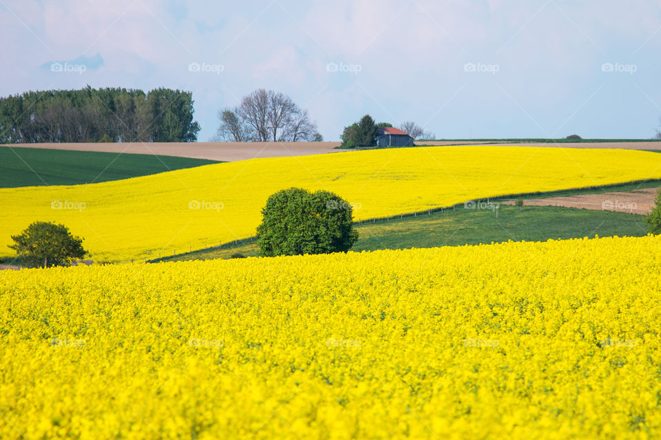 Yellow flower field