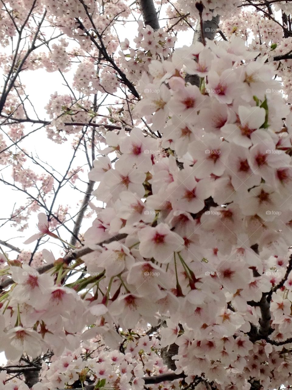 Light pink cherry blossom 