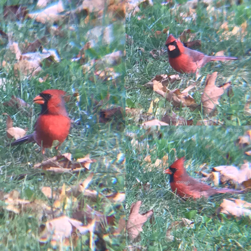 Cardinal 