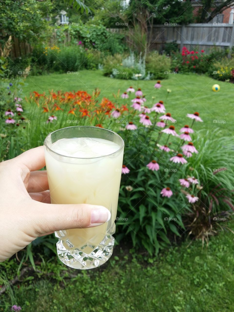 Pastis -  Ricard -  in a summer garden