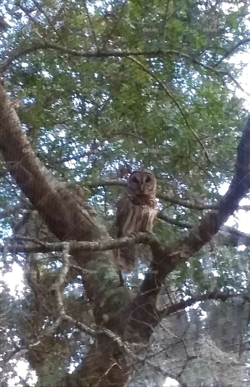owl in the oak tree