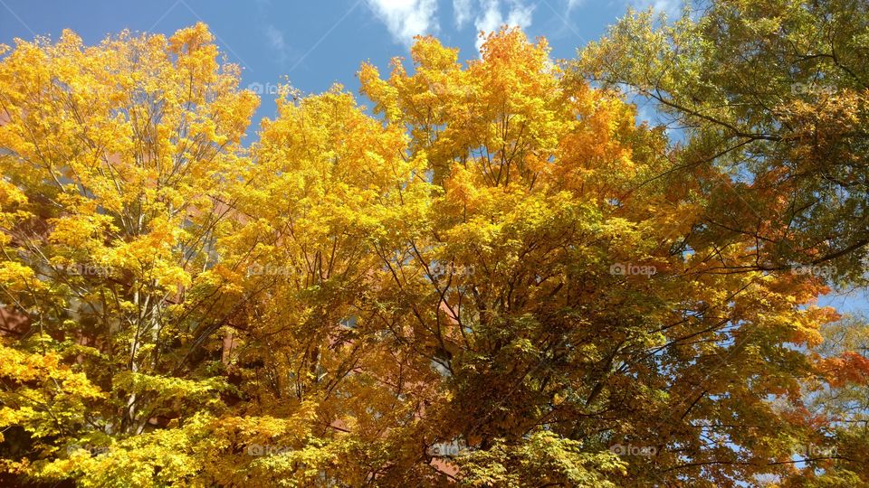 Peak fall colors Atlanta