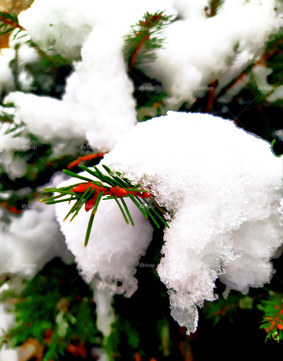 Spruce branches on which the first snow melts