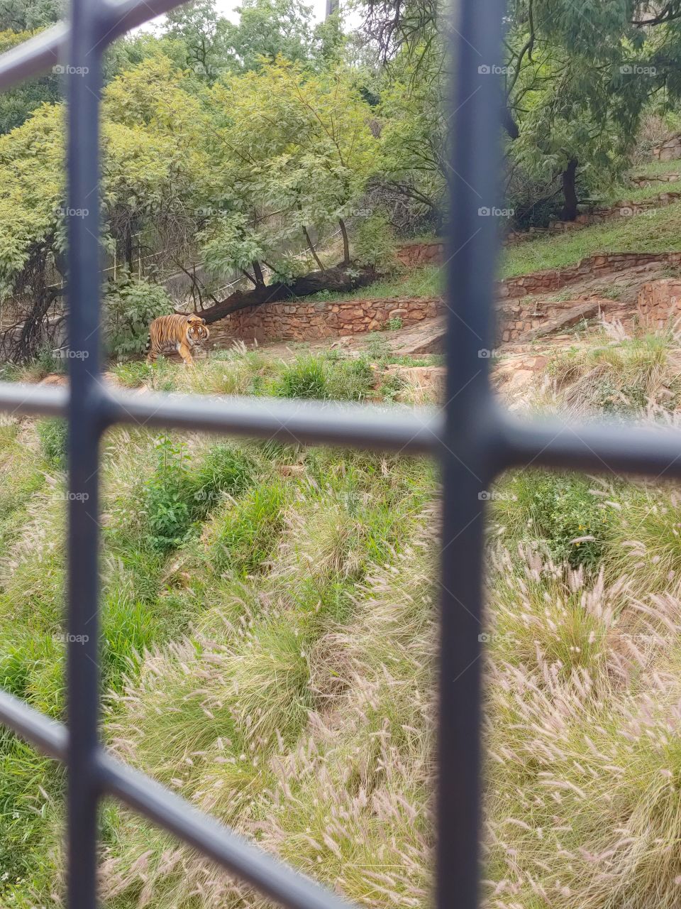 Through a cage, a frustrated tiger can be seen, walking along the only space he has got.