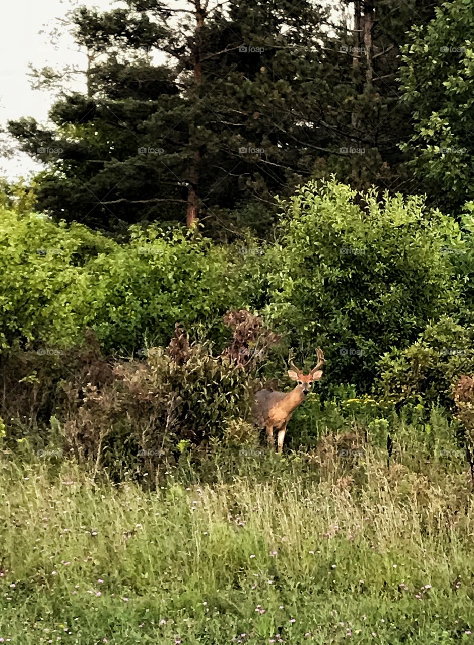 Deer in velvet