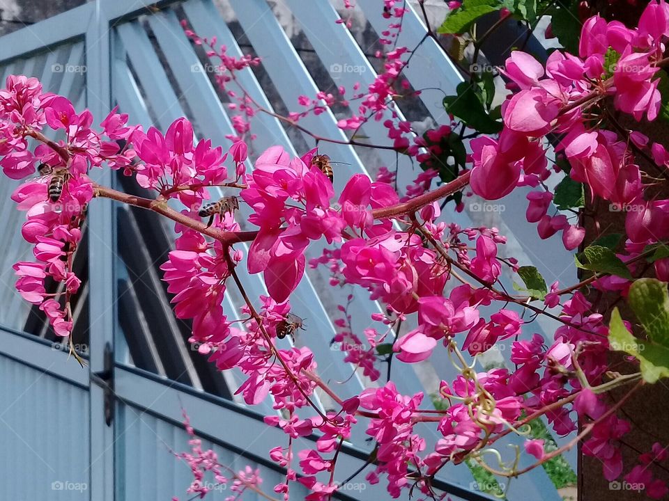 Bees gather nectar . Beautiful pink flowers