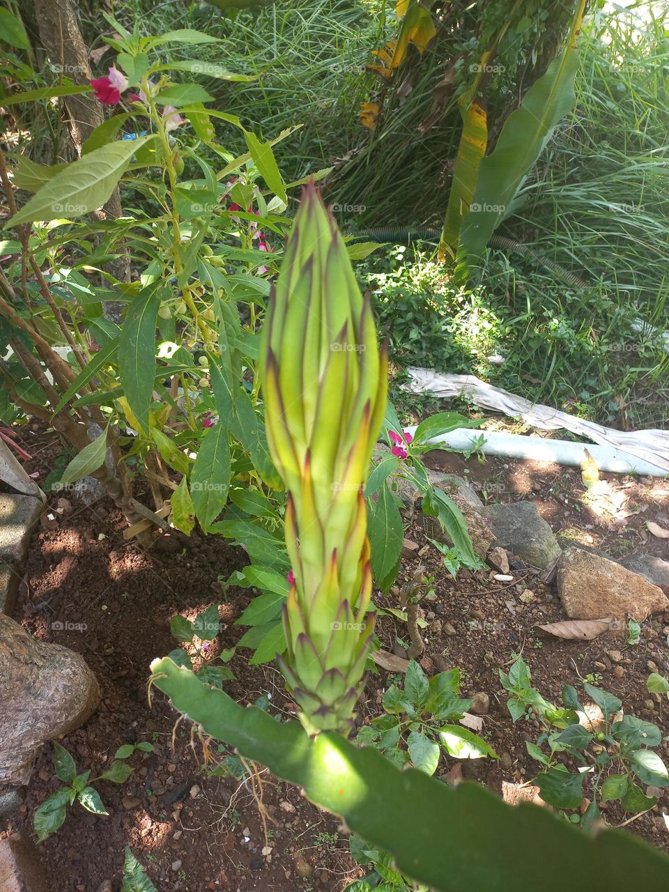 Dragon fruit plants are the fruit of several types of cactus from the genera Hylocereus and Selenicereus.