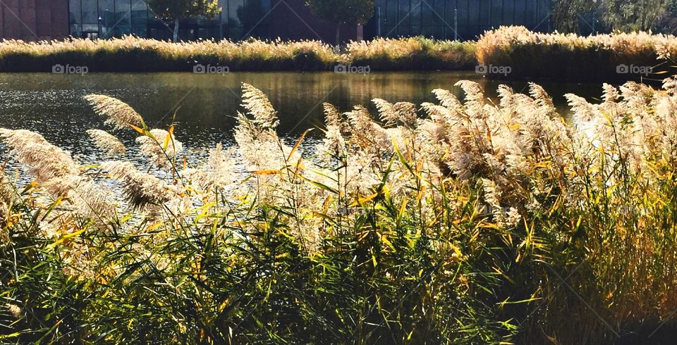 a golden afternoon by the river
