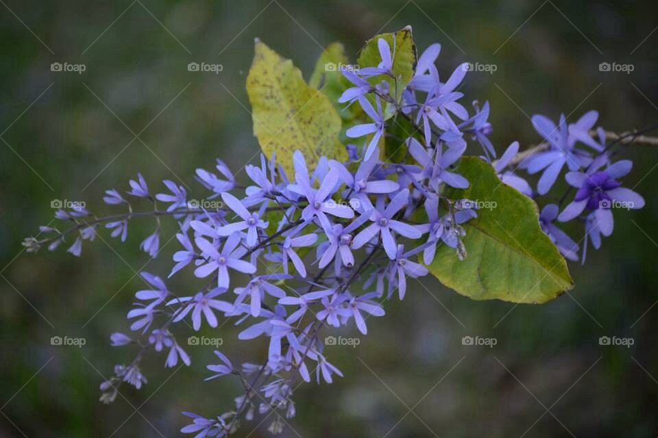 Purple  flowers 