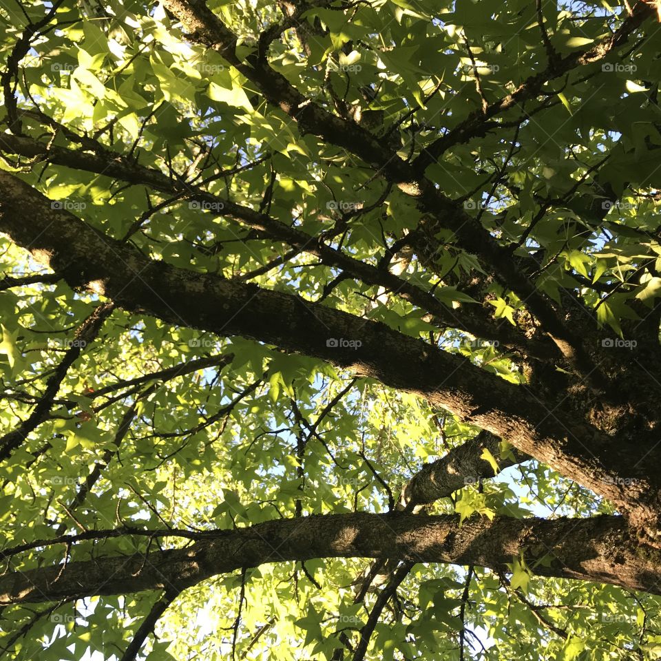 Branches au soleil 