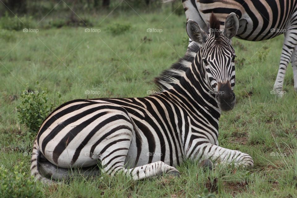 beautiful zebras.