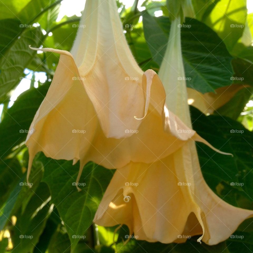 Two trumpet flowers