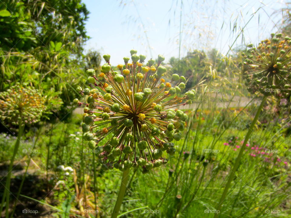 Nature, Flora, Flower, Summer, Growth