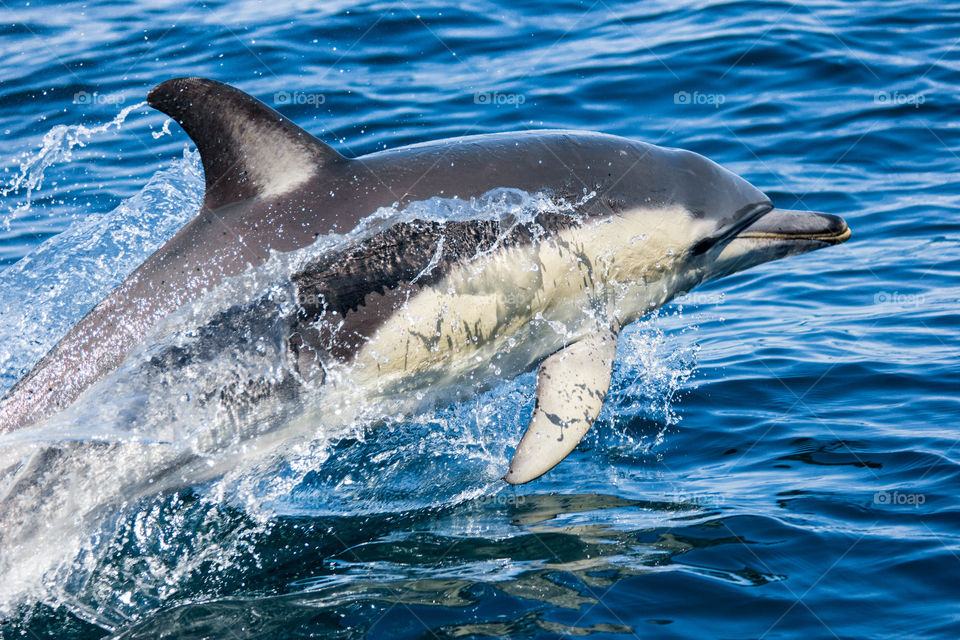 Australia - Merimbula, dolphin breaching the surface 