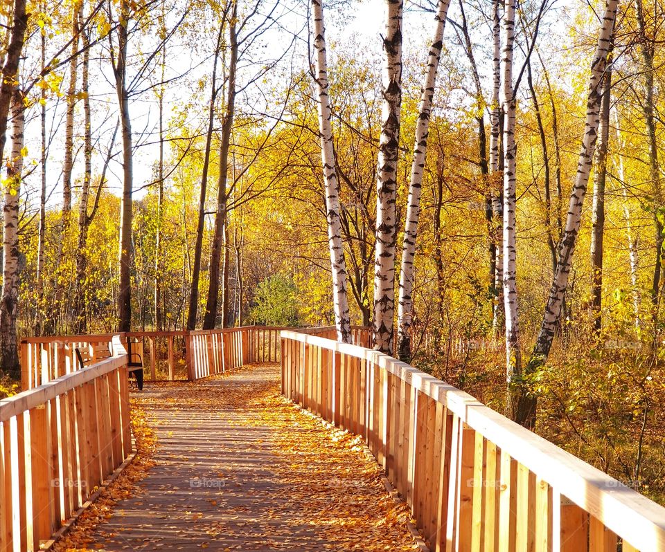 Golden autumn in the park