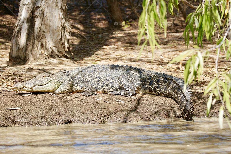 Saltwater crocodile