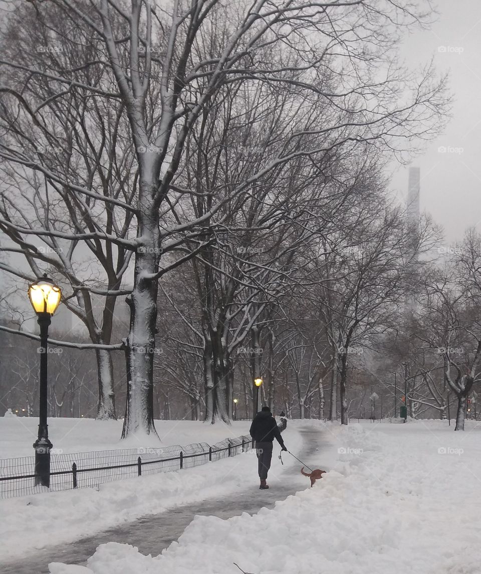 Walking the Dog in Central Park NYC after Snow Storm