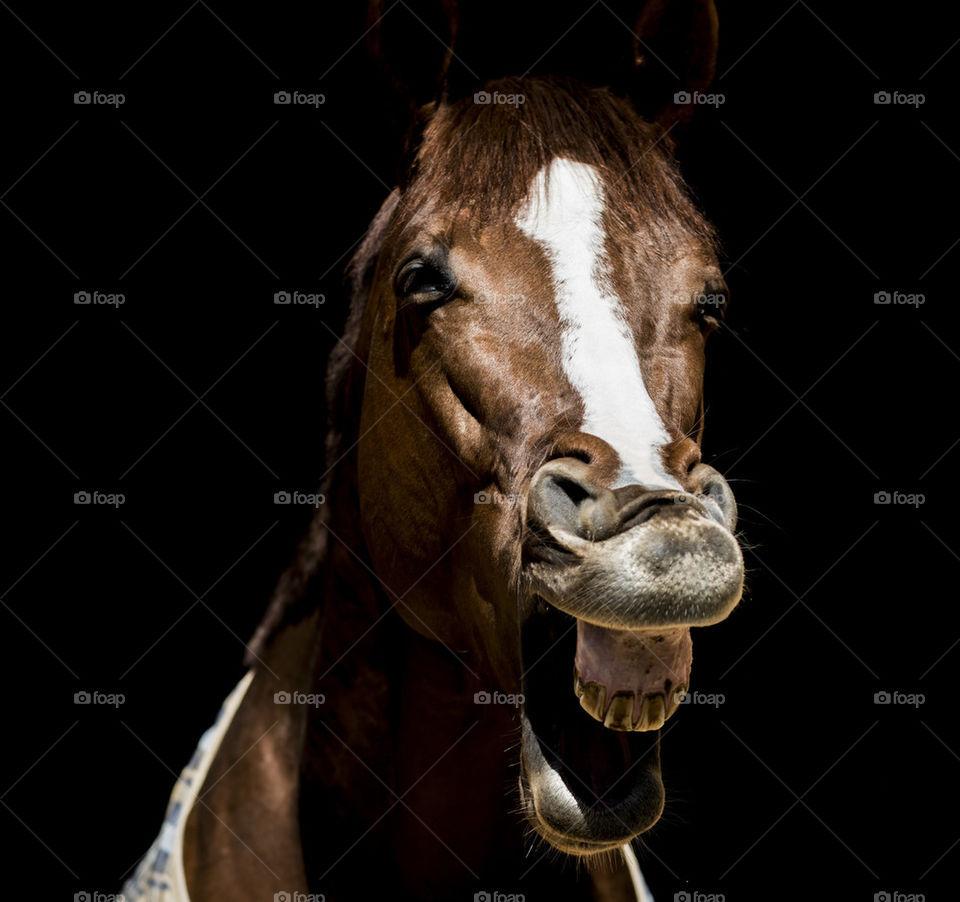 horse smiling