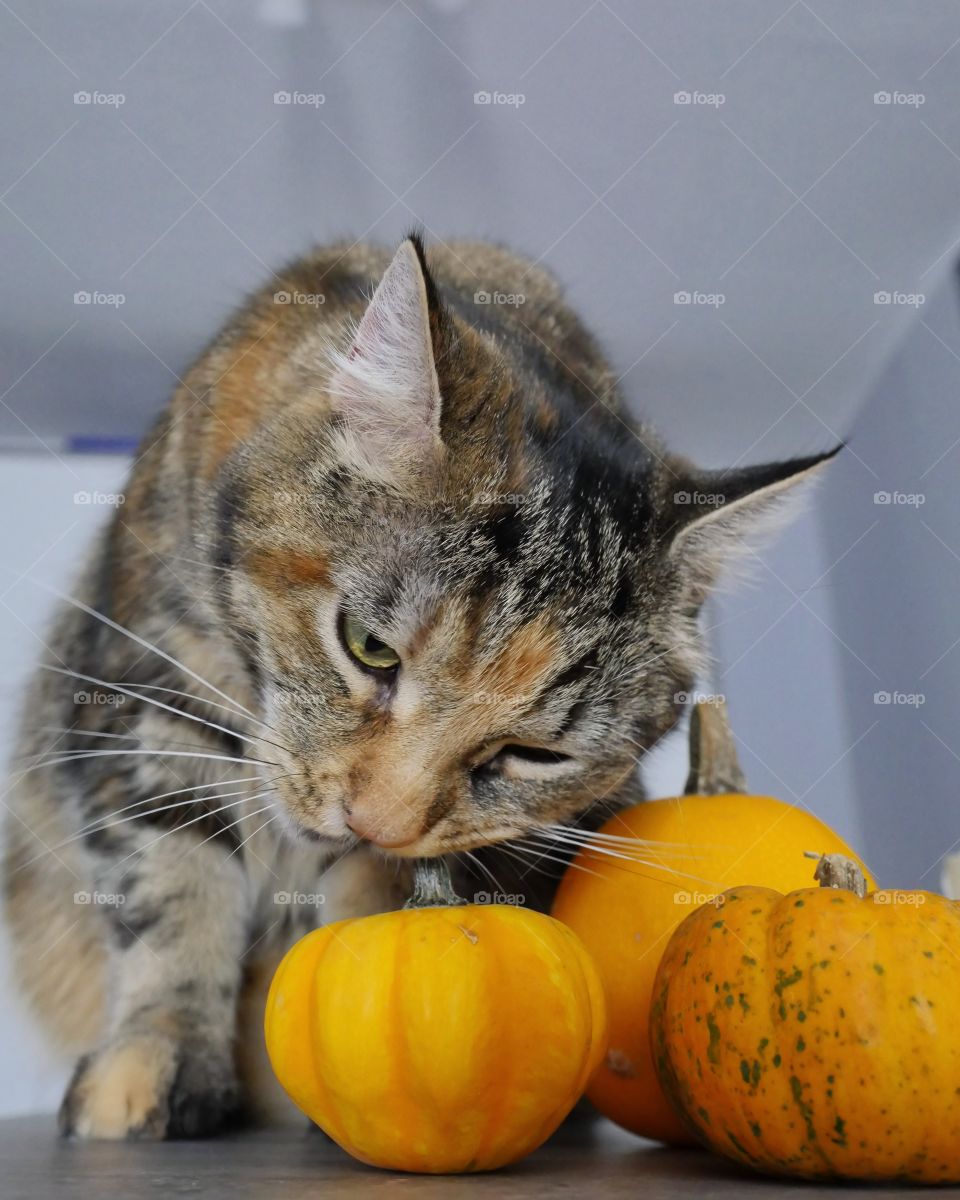 Cat and pumpkins