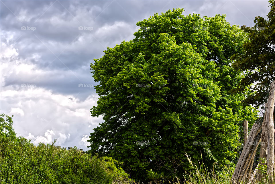 Kräftiger Baum