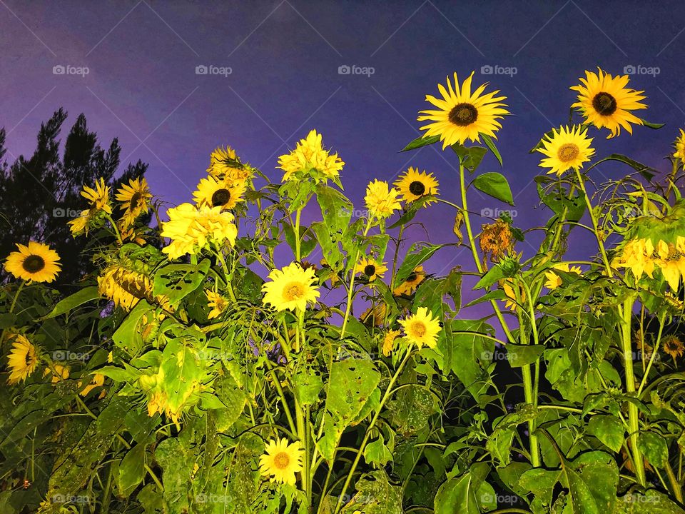 Sun flowers' about to sleep at the burnham park in Baguio City! Night time at the park! ⭐🌠❄️