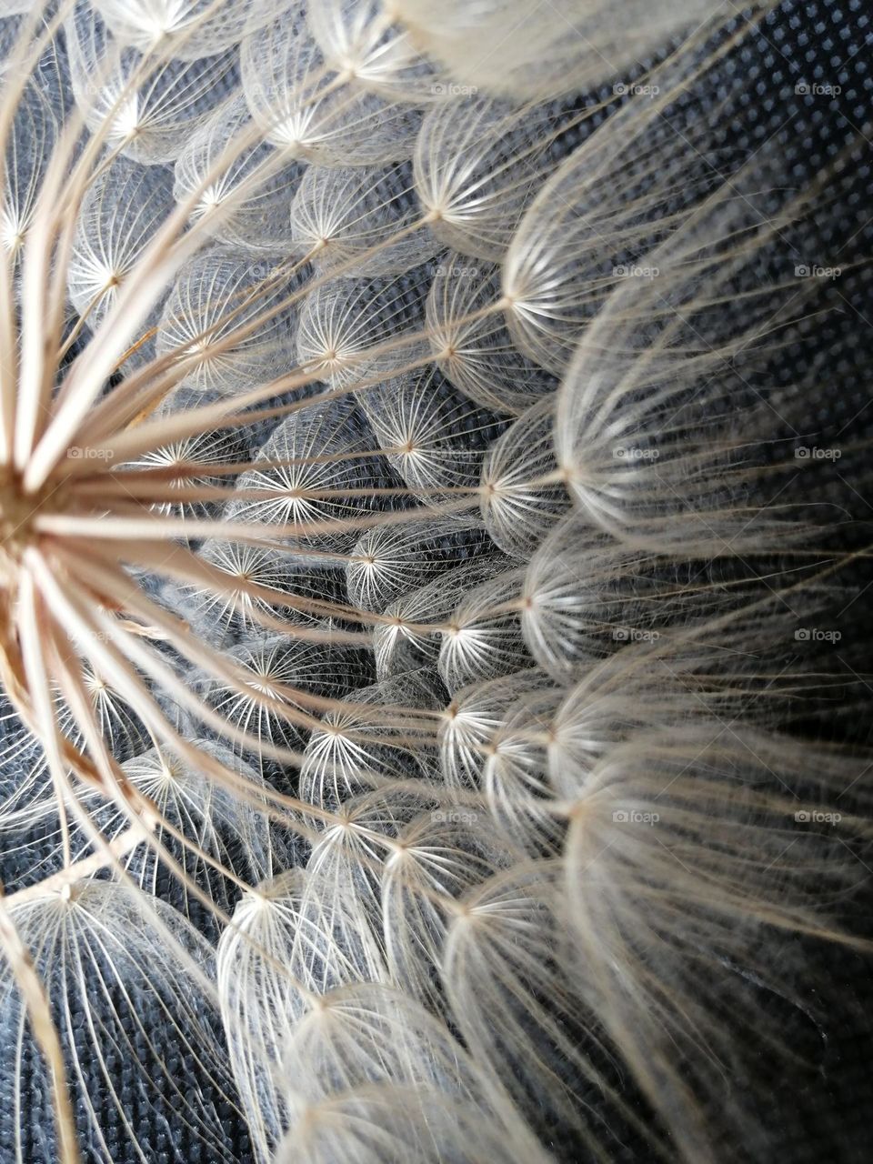 Texture Dandelion