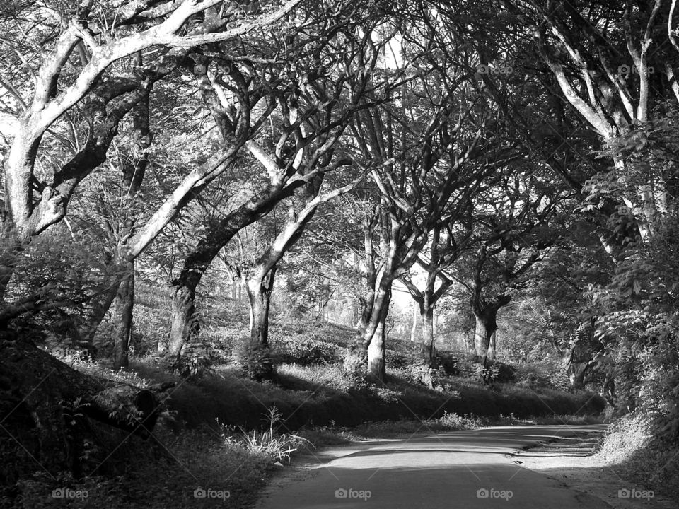 Road trip through the woods