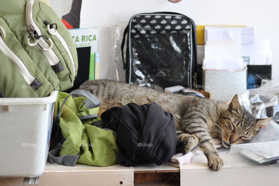 sleeping cat in San Jose, Costa Rica