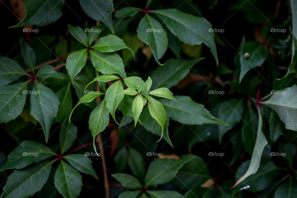 Close-up of leaves