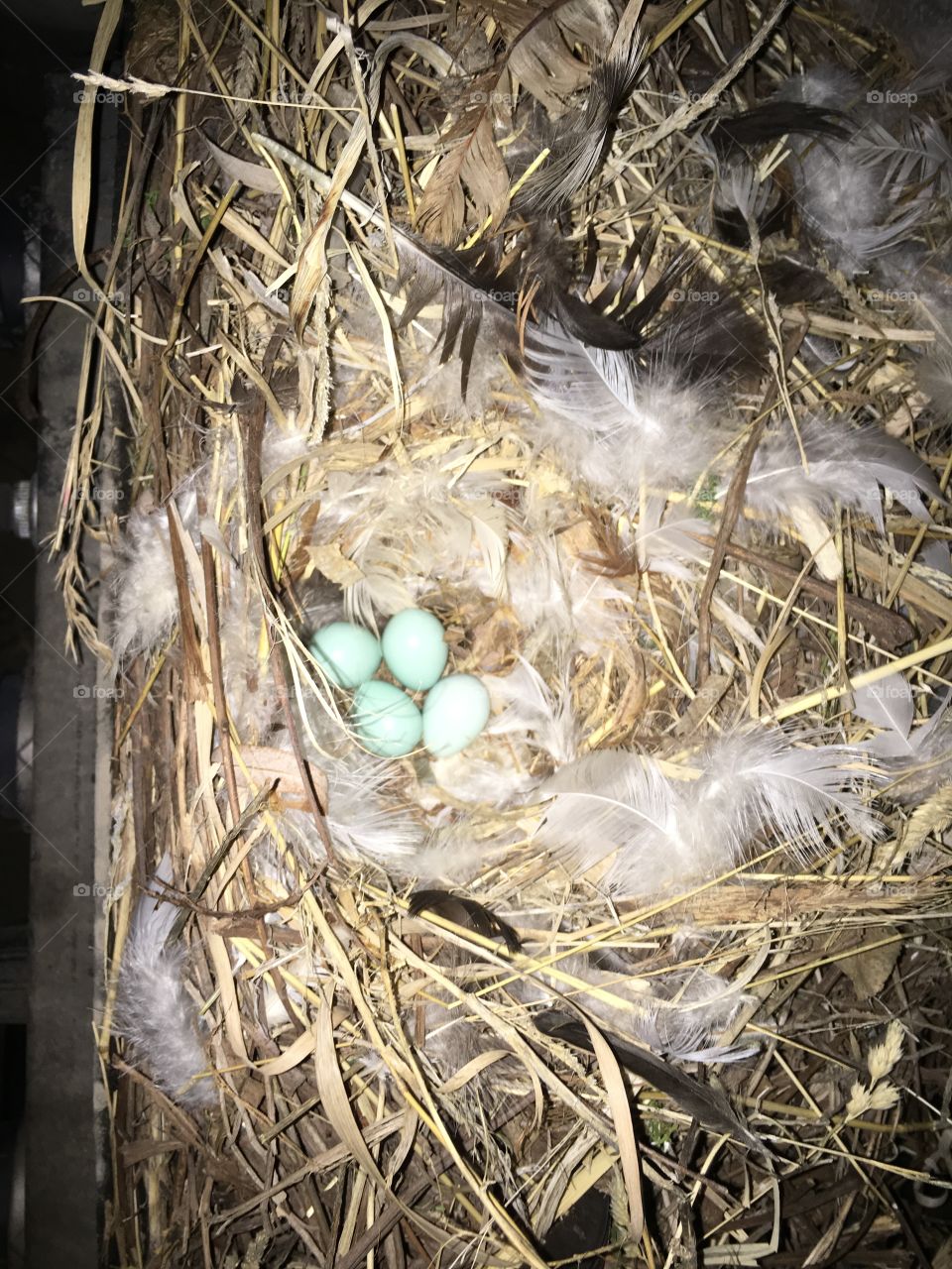 Eggs in nest 