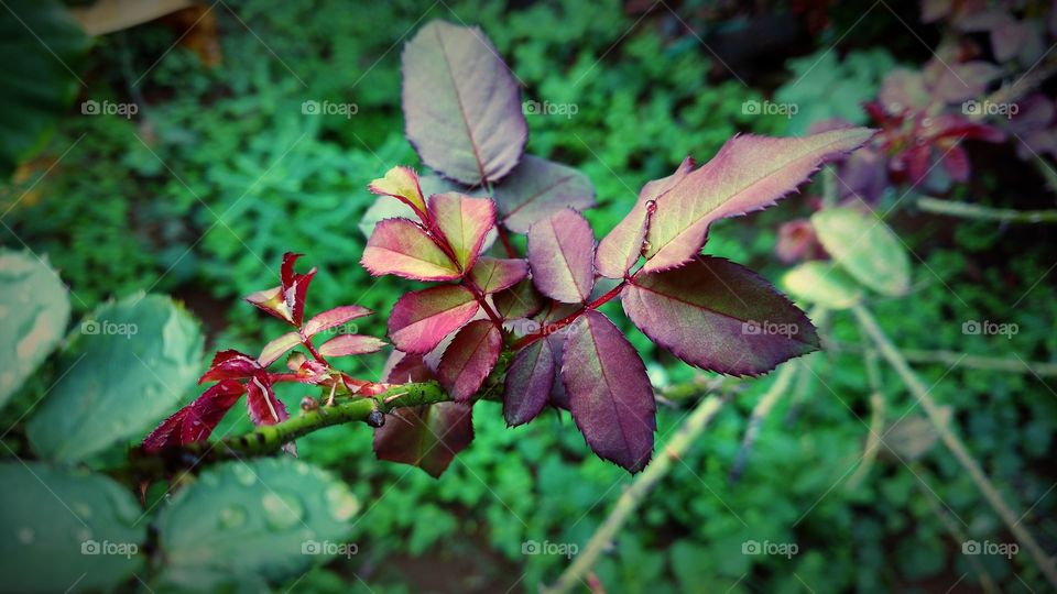As roxas folhas dos brotos da roseira.