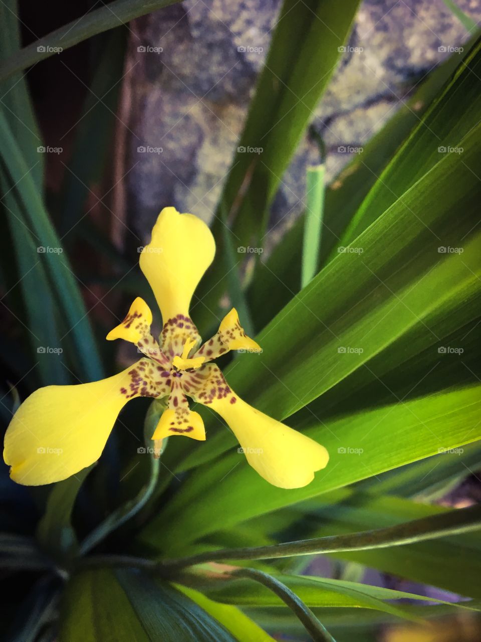 Beautiful yellow flower blooming on green leaves