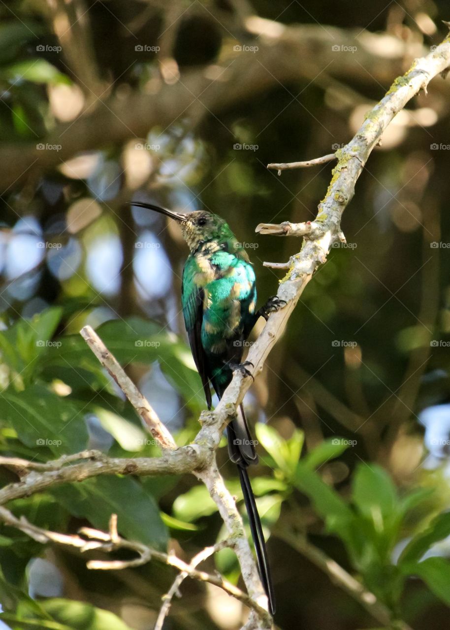 Malachite sunbird perched on a branch in the shade of a tree