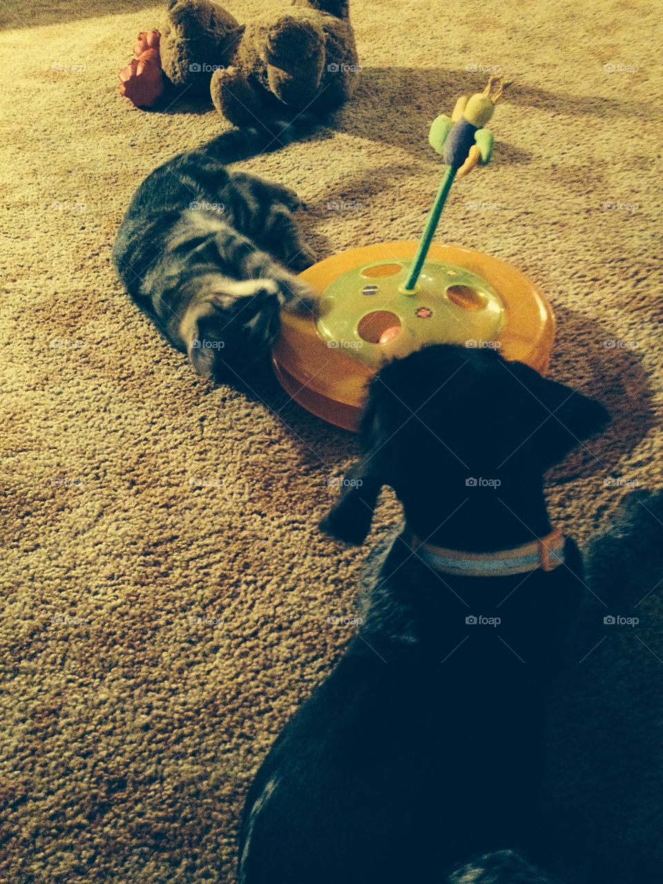 Sisco &Bart. Playing