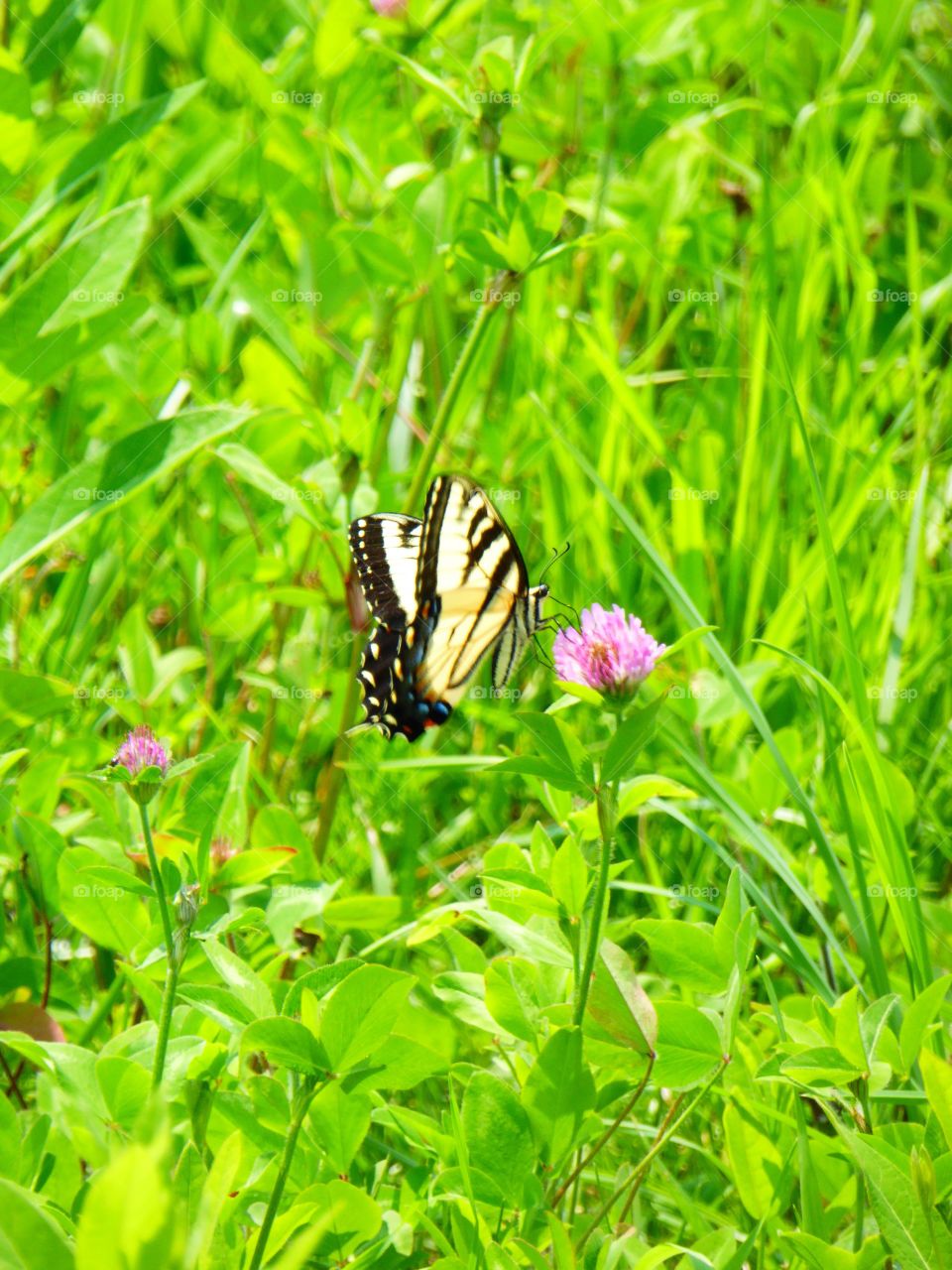 Butterfly in the field