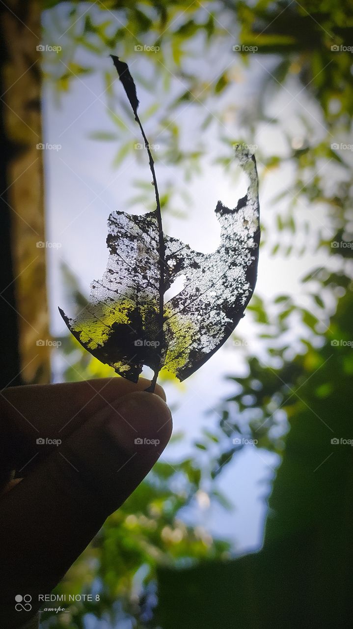 Evenings are beautiful for taking pics especially in the East. The gentle breeze that is followed by the sunset is all one can ever ask for.